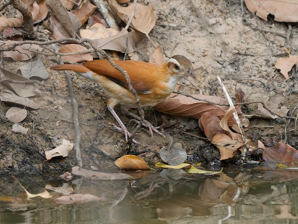 Bleekpootovenvogel (Furnarius leucopus)